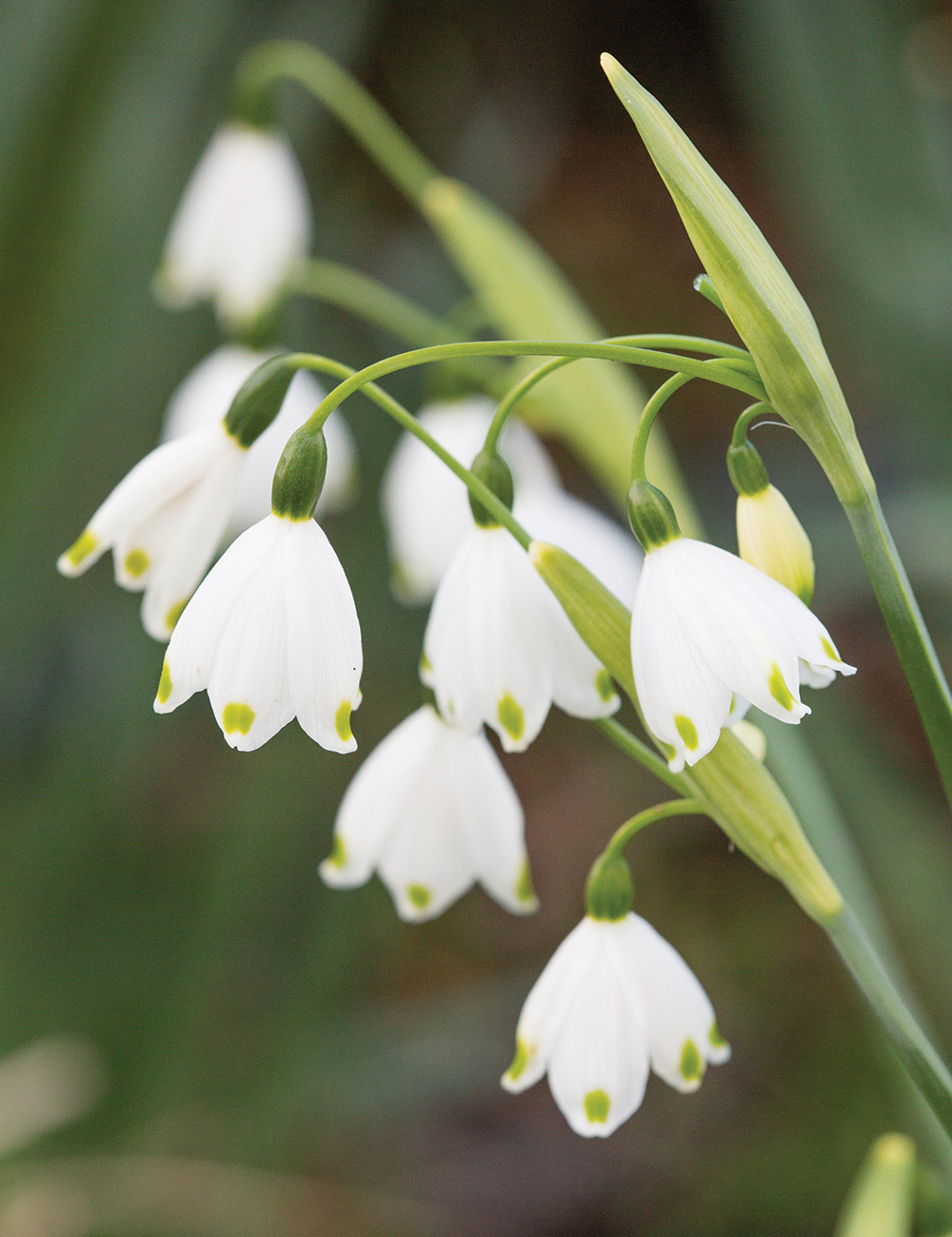 Snowflake 'Gravetye Giant'