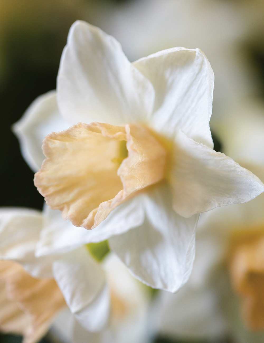 Daffodil Sweet Smiles