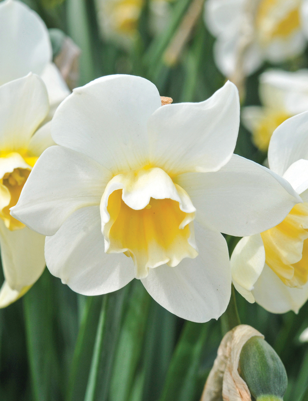 Scented Daffodil 'Sweet Love'