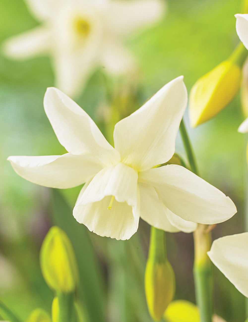 Scented Daffodil 'Starlight Sensation'