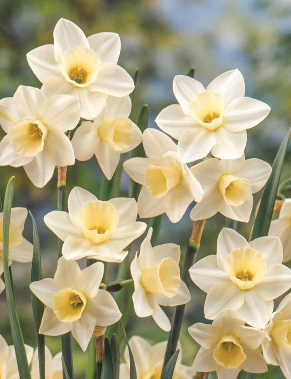 Daffodil Silver Smiles