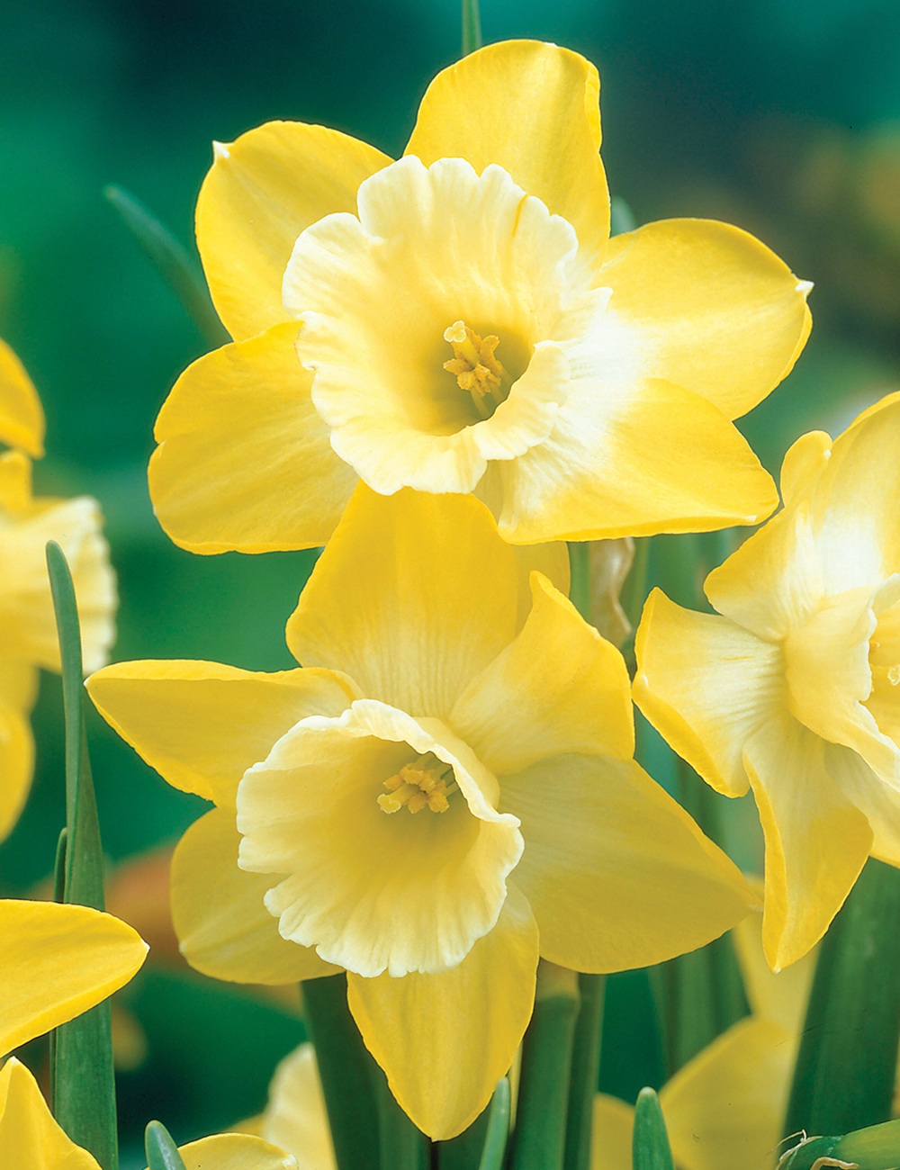 Scented Daffodil 'Verdin'