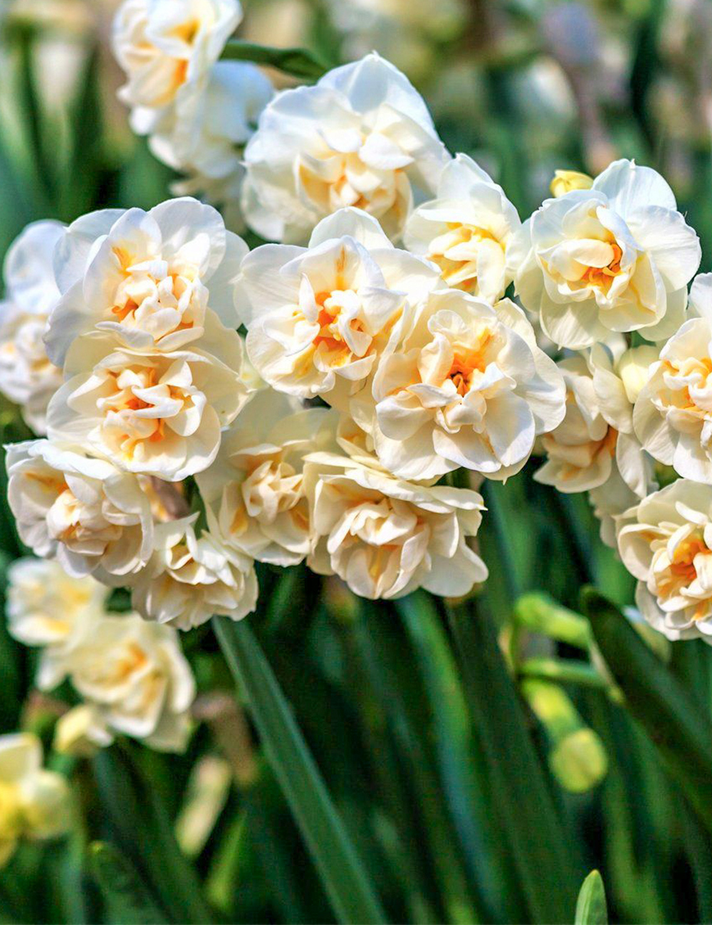Scented Daffodil Sir Winston Churchill