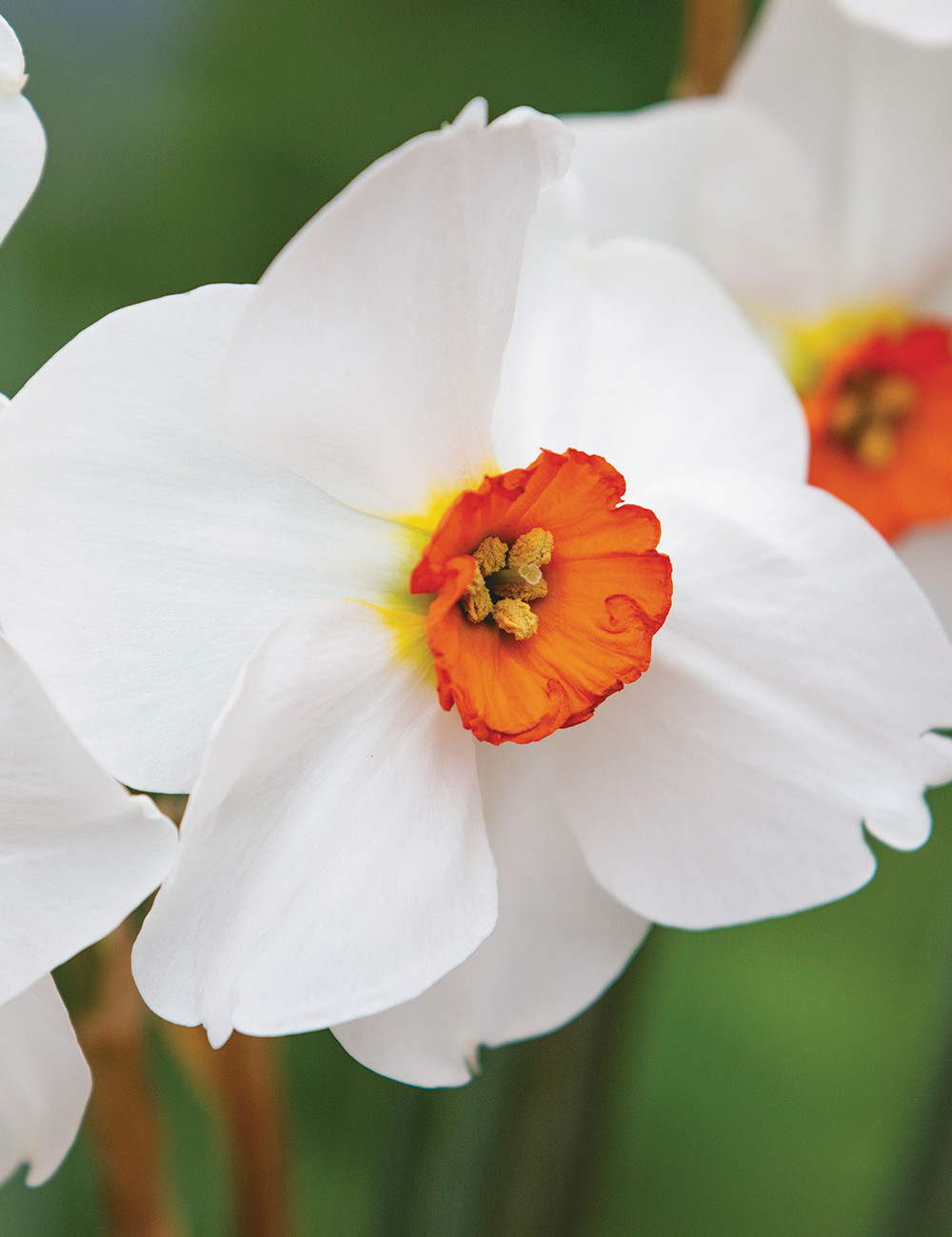 Daffodil Woodland Star