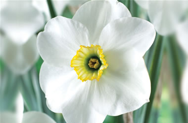 Daffodils Wintersun