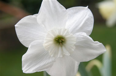 Miniature Daffodil Xit