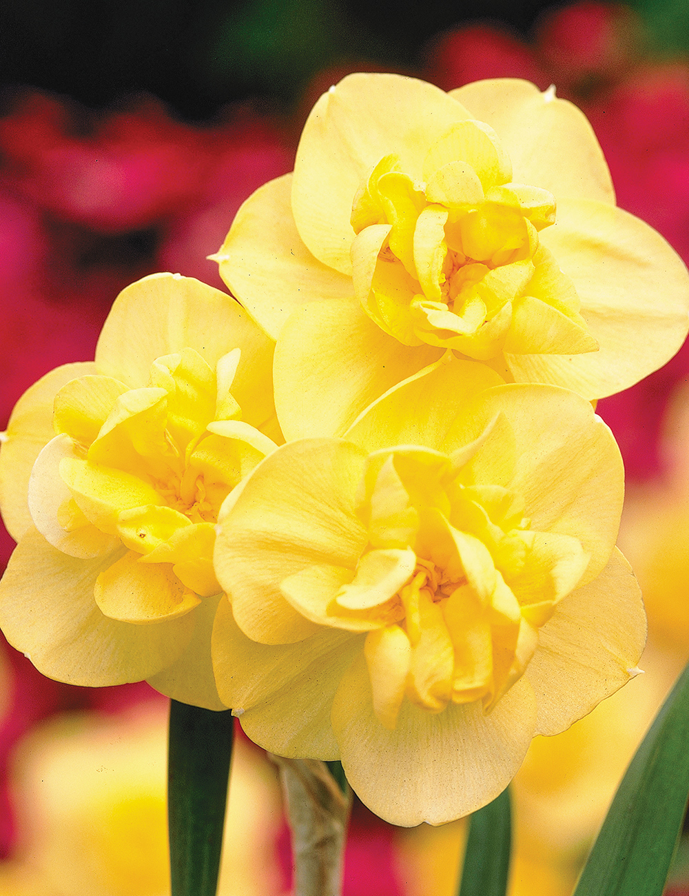 Scented Daffodil 'Yellow Cheerfulness'