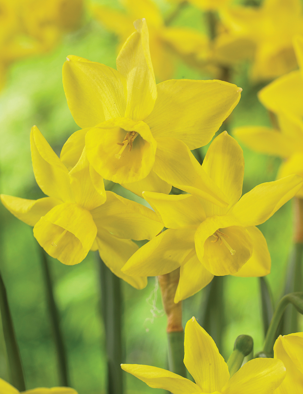 Scented Daffodil 'Yellow Ocean'