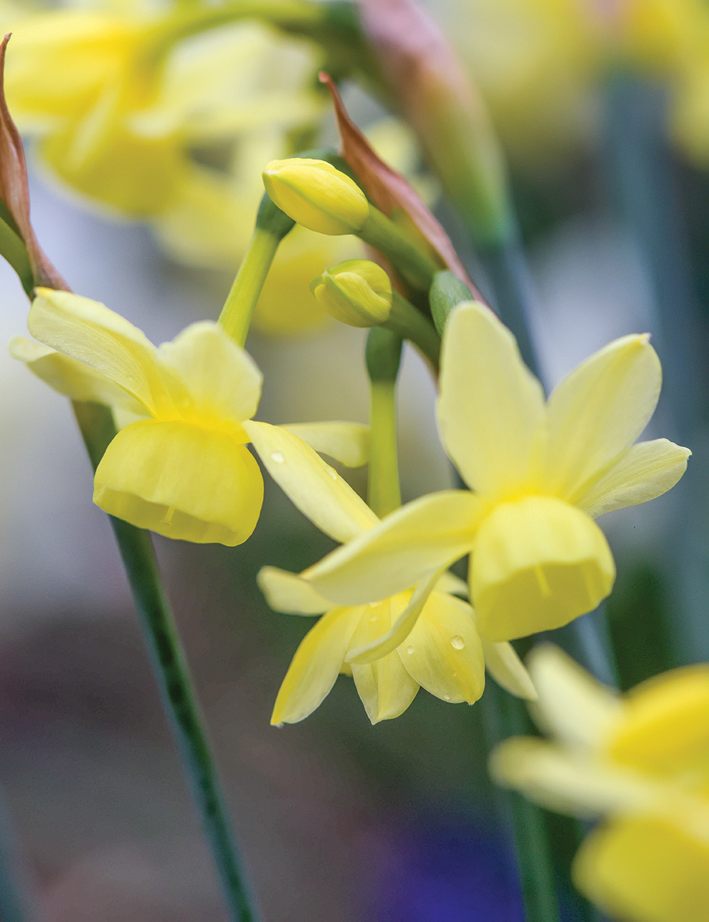 Miniature Daffodil 'Angel's Whisper'