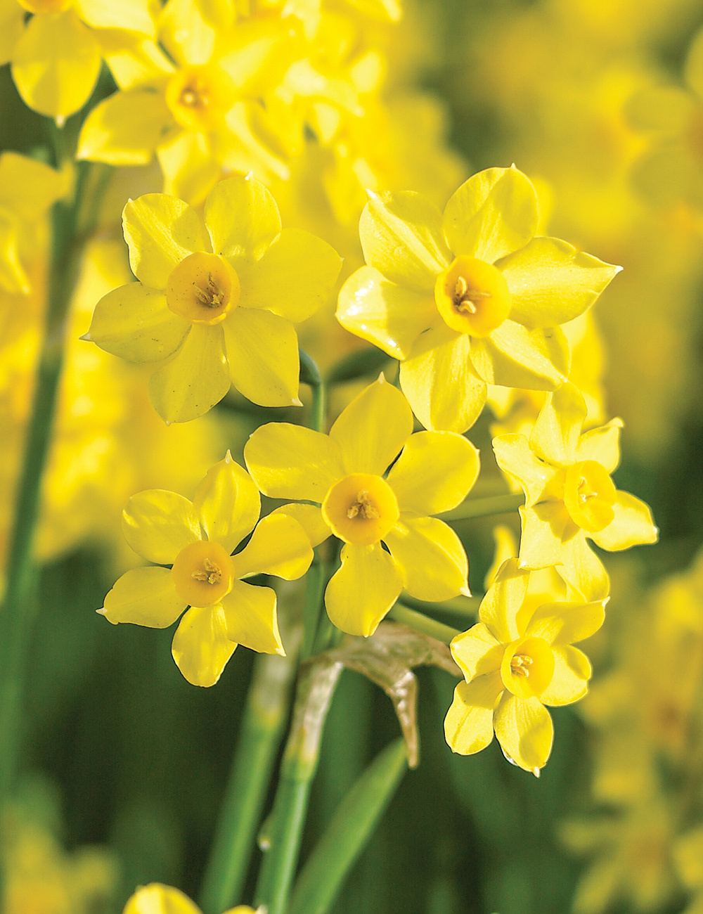 Miniature Daffodil 'Baby Boomer'