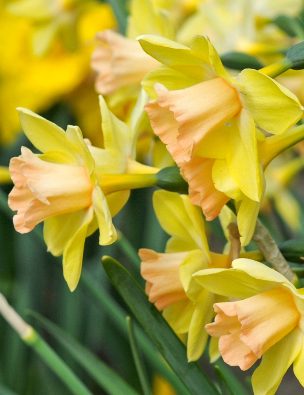Miniature Daffodil Blushing Lady