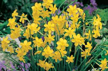 Miniature Daffodil 'Baby Moon'