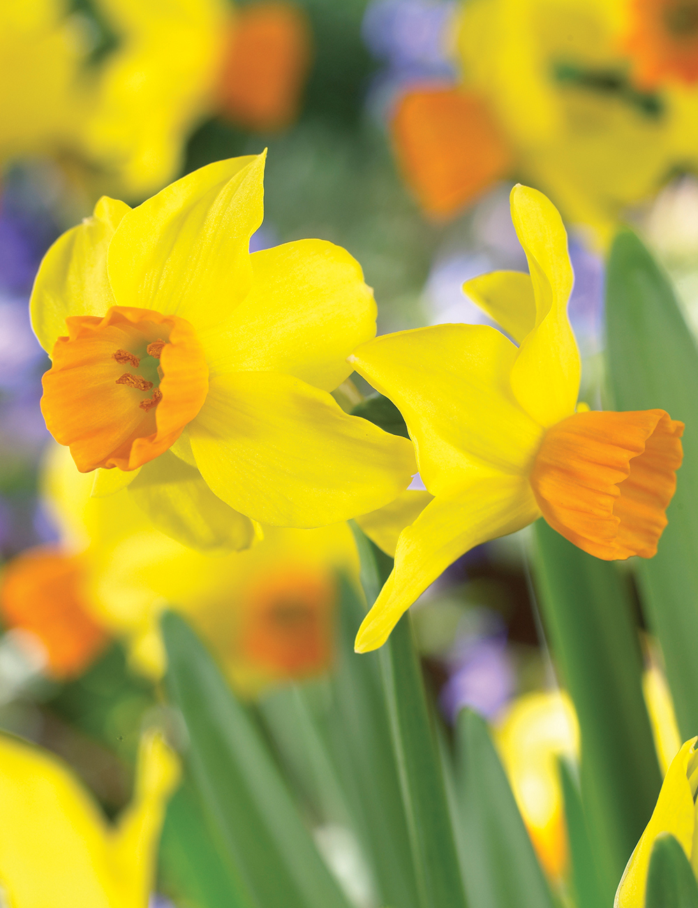 Miniature Daffodil 'Bittern'