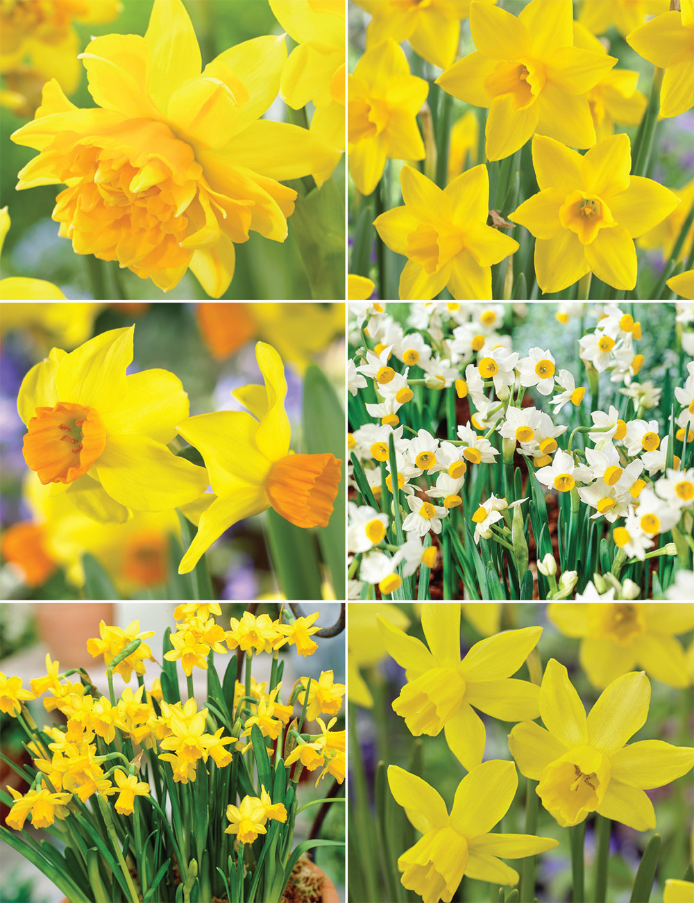 Miniature Daffodils Collection