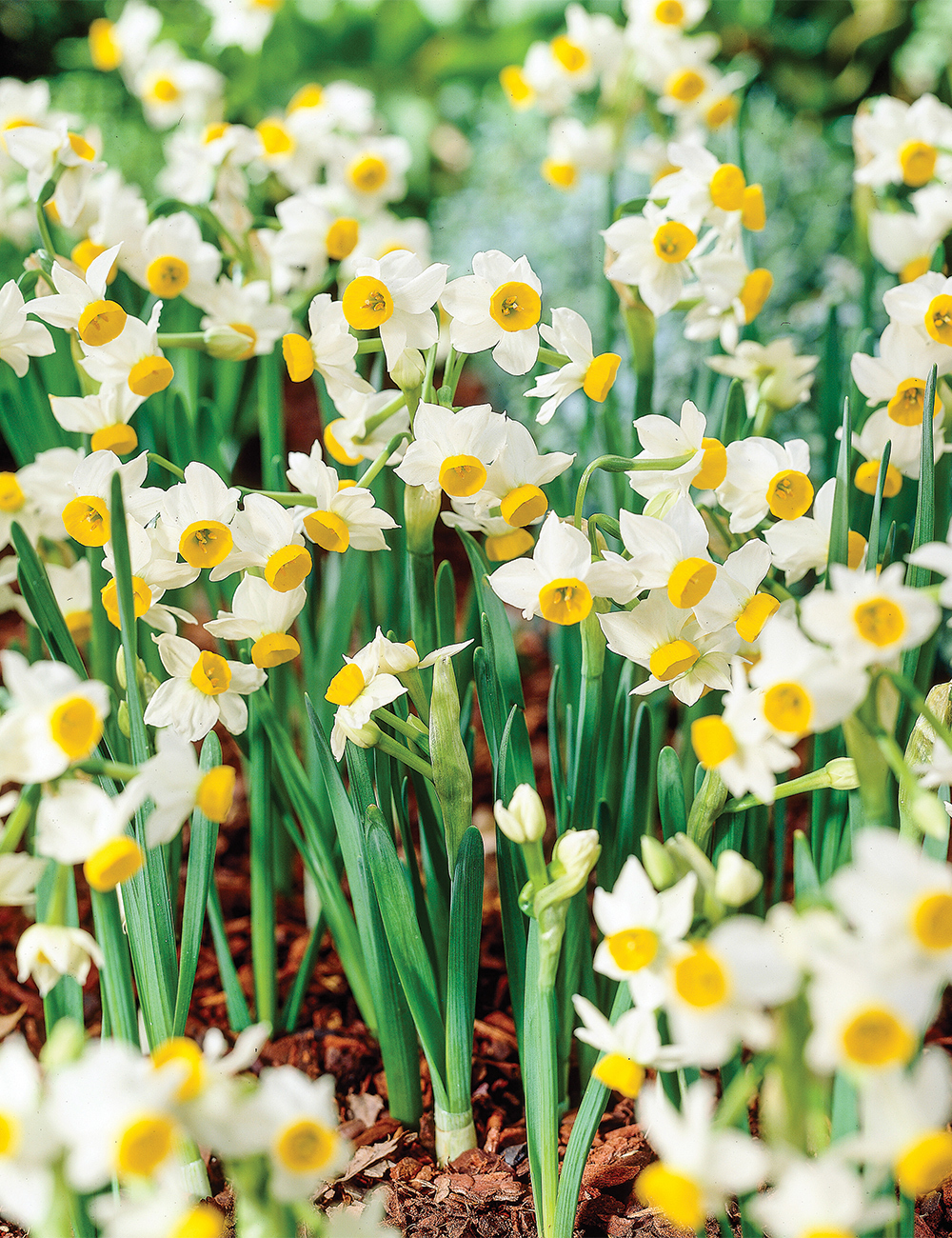 Miniature Daffodil 'Canaliculatus'