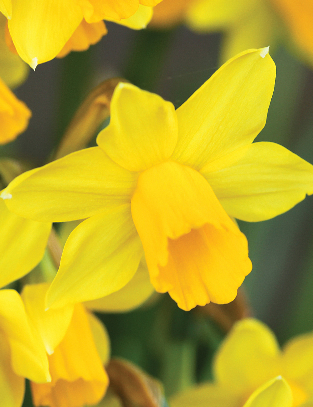 Miniature Daffodil 'February Gold'