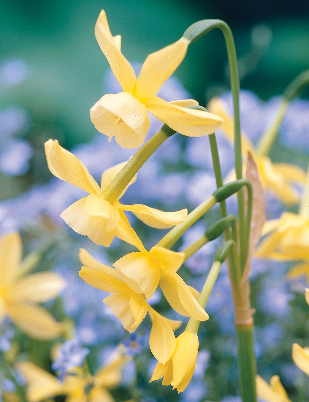 Miniature Daffodil 'Hawera'