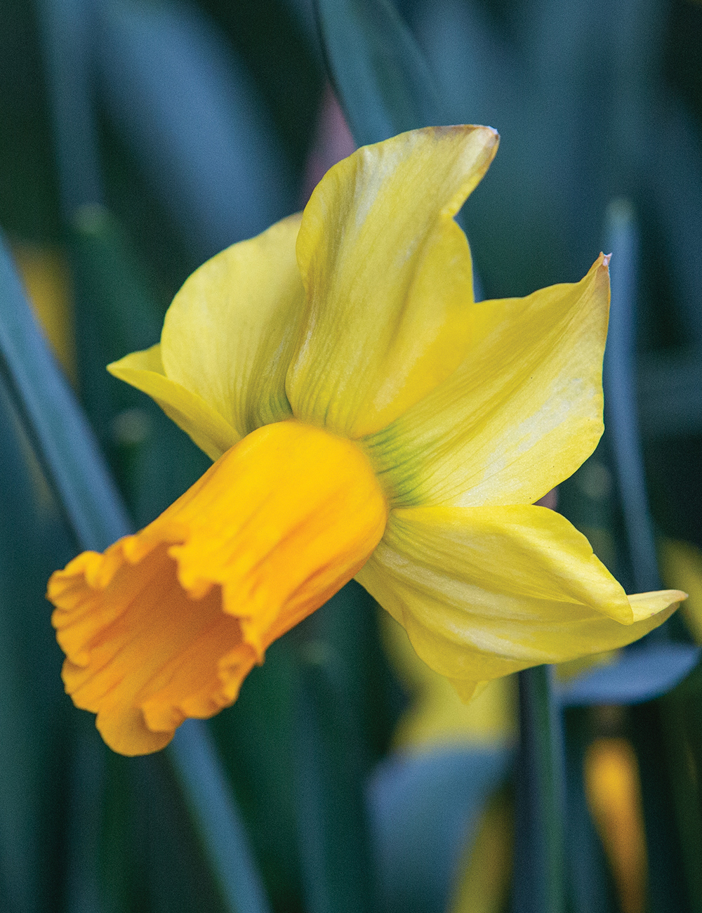 Miniature Daffodil 'Jetfire'