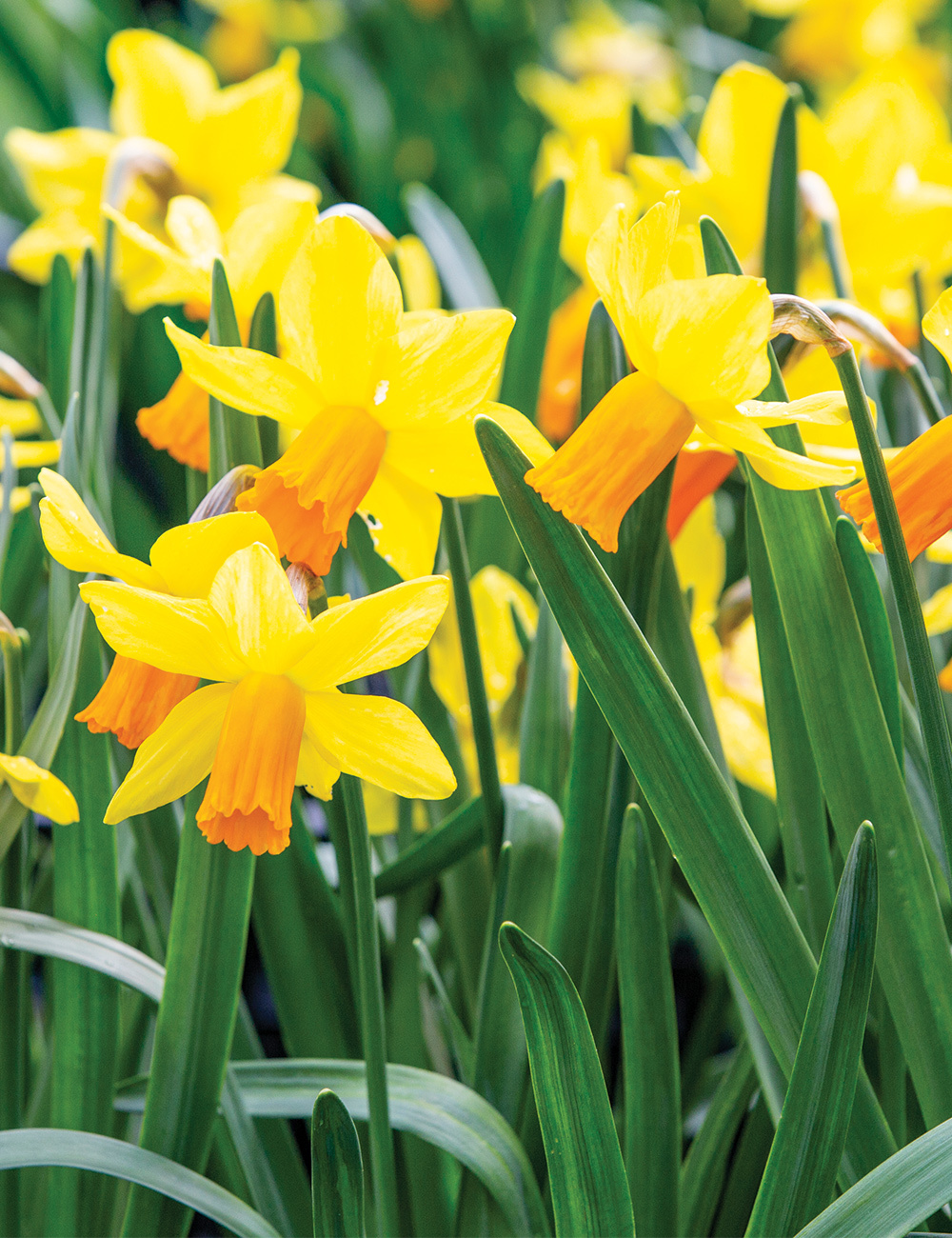 Miniature Daffodil 'Jetfire'