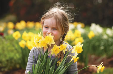 Miniature Daffodils Kiss Me