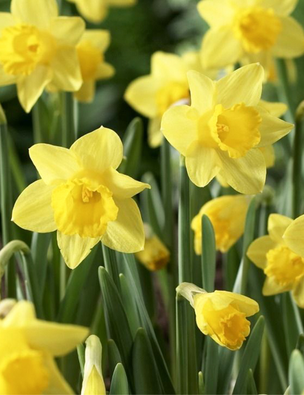 Miniature Daffodil Little Gem Tesselaar