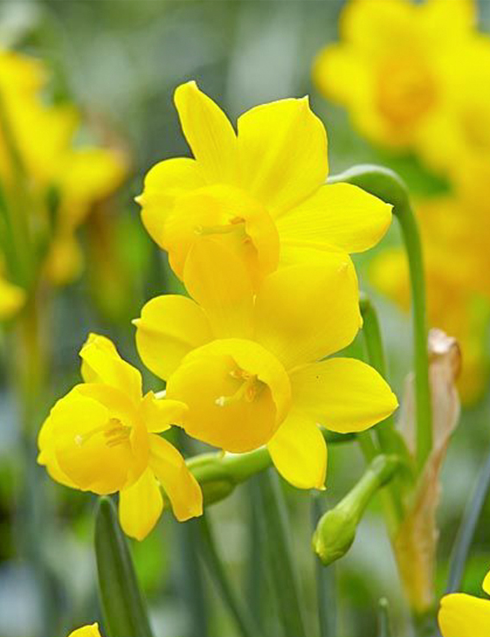 Miniature Daffodil Little Oliver