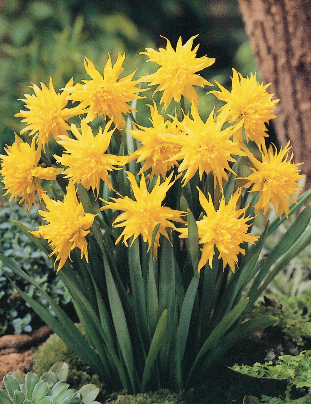 Miniature Daffodil 'Rip van Winkle'