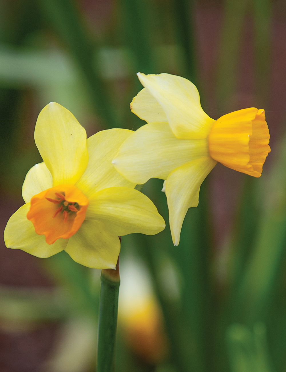 Miniature Daffodil 'Spring Sunshine'