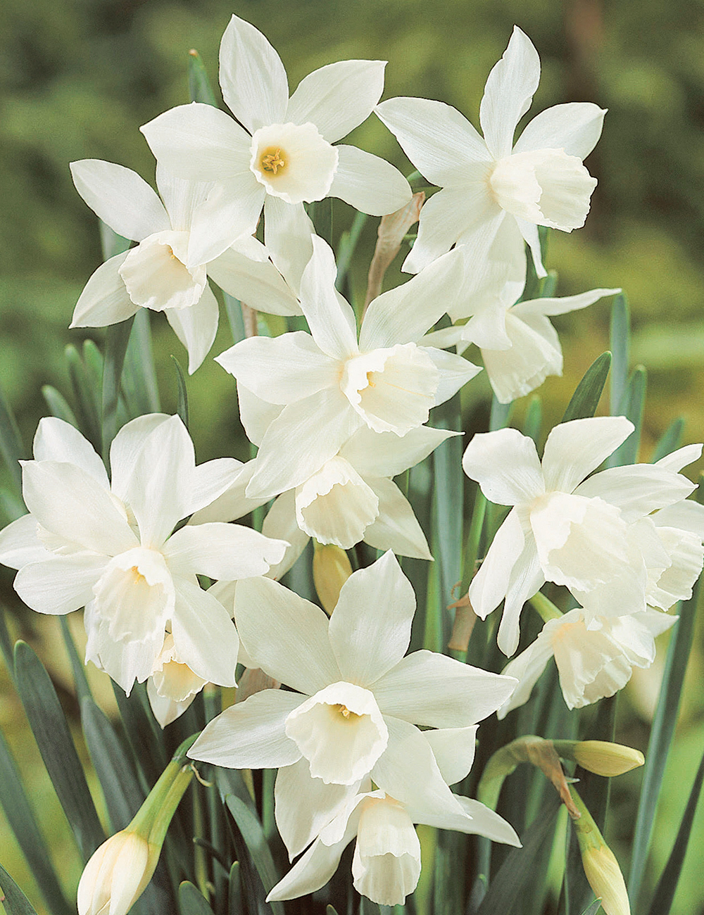 Miniature Daffodil 'Thalia'