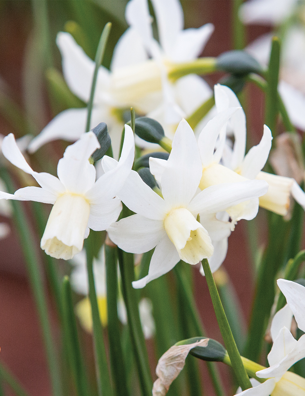 Miniature Daffodil 'Toto'