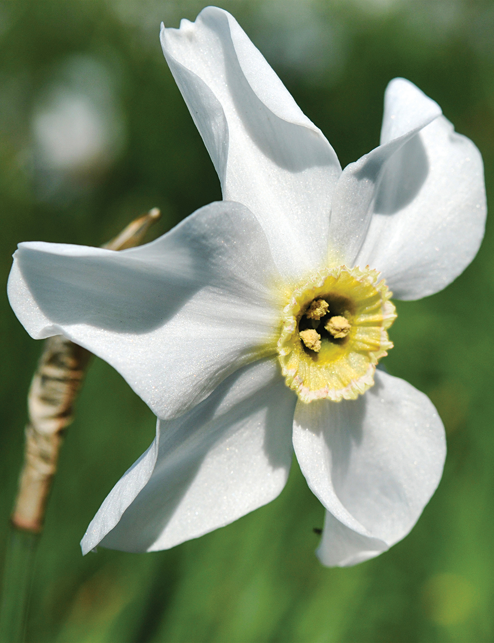 Daffodil Twin Sisters