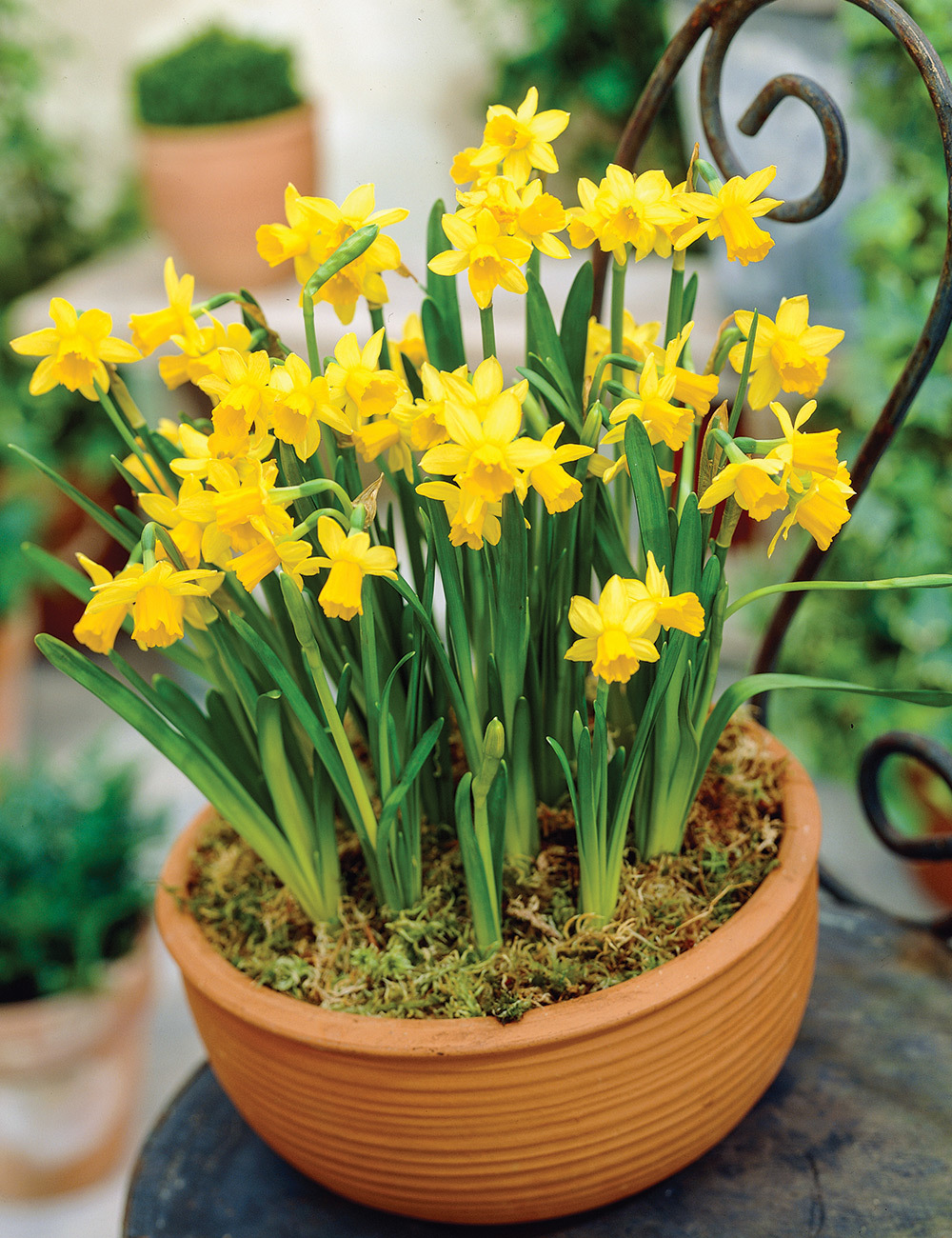 Miniature daffodils deals