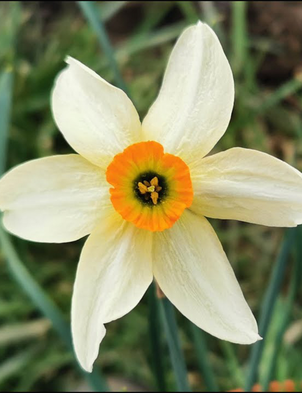Miniature Daffodil Viridi