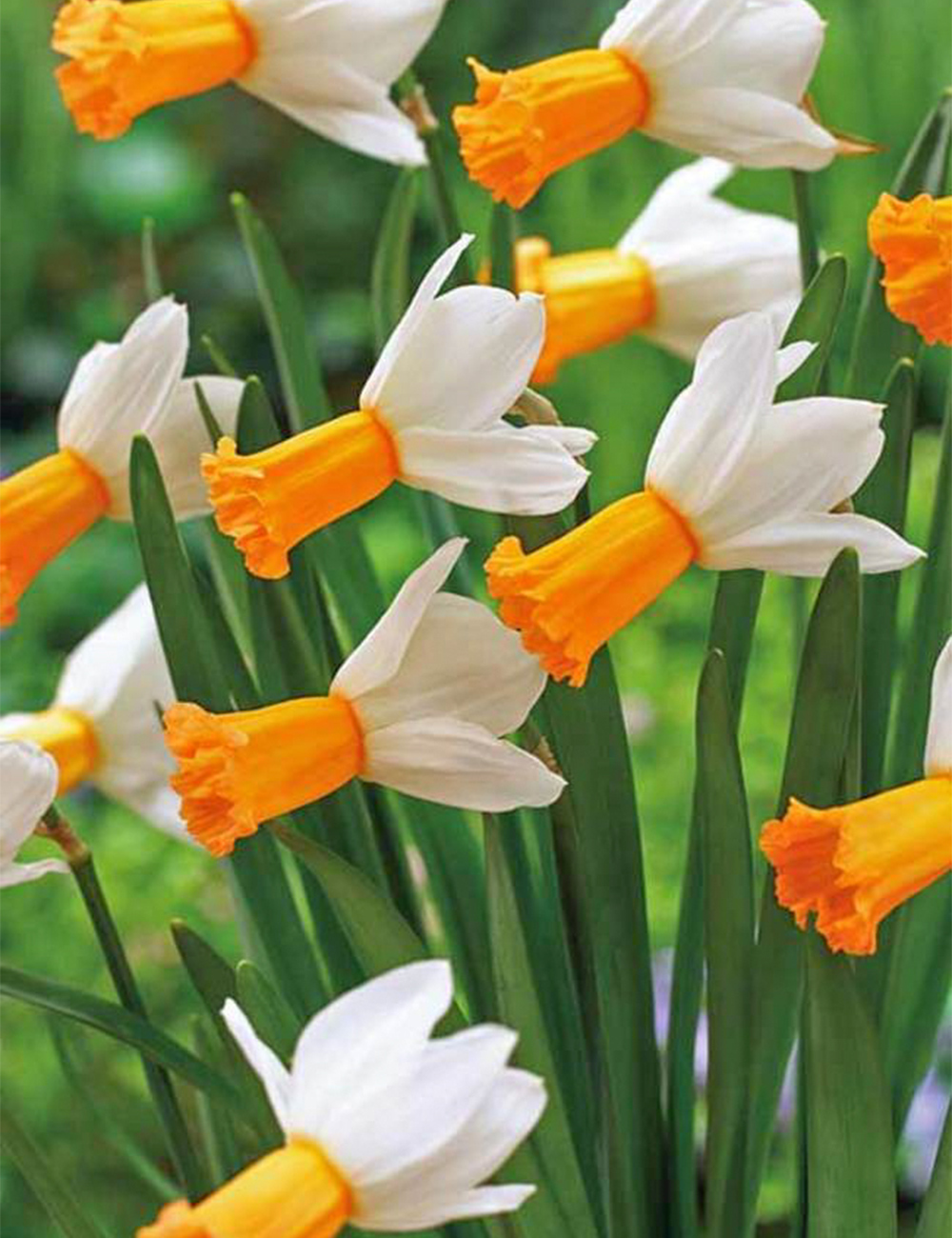 Miniature Daffodil Winter Waltz