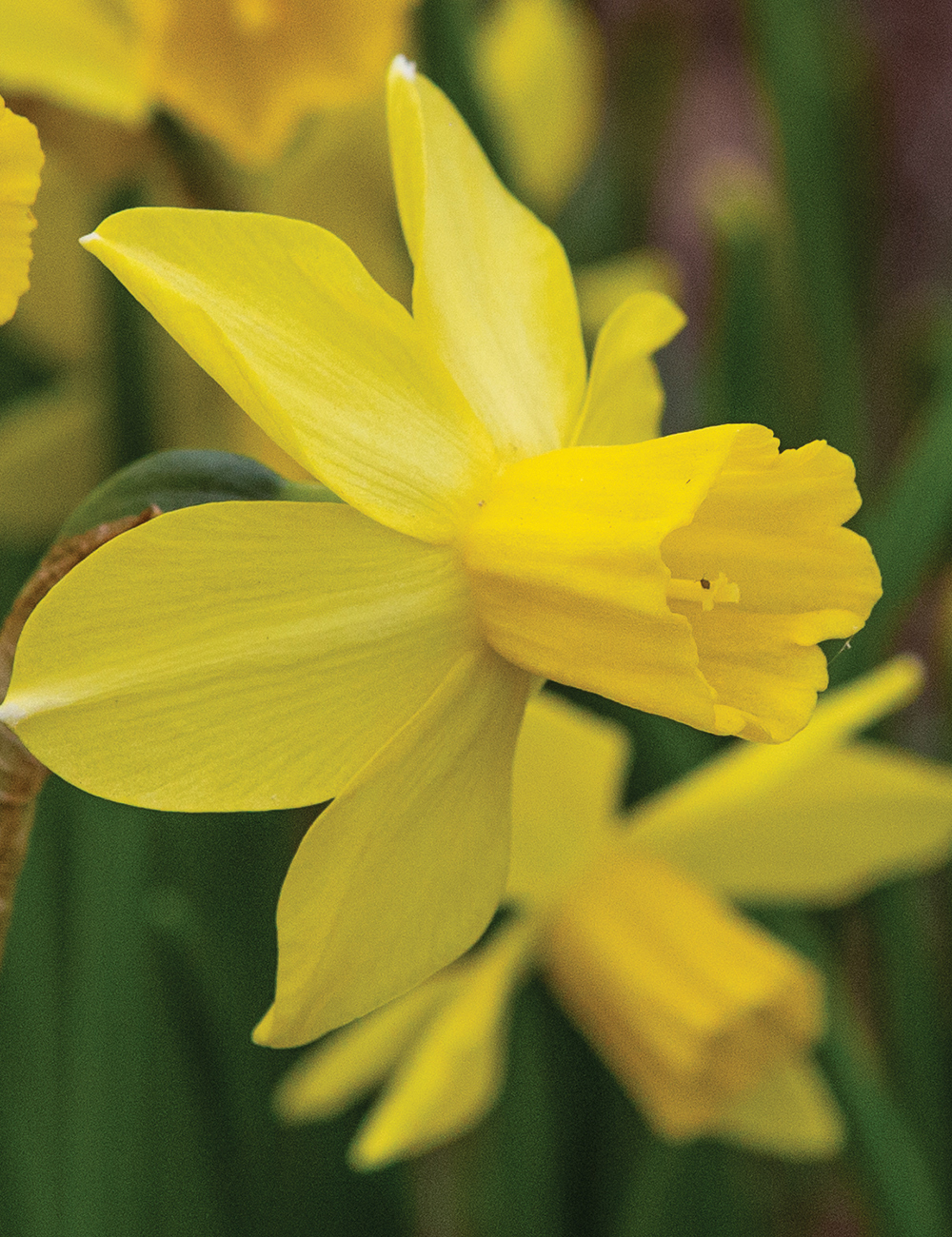 Miniature Daffodil 'Yellow Sailboat'