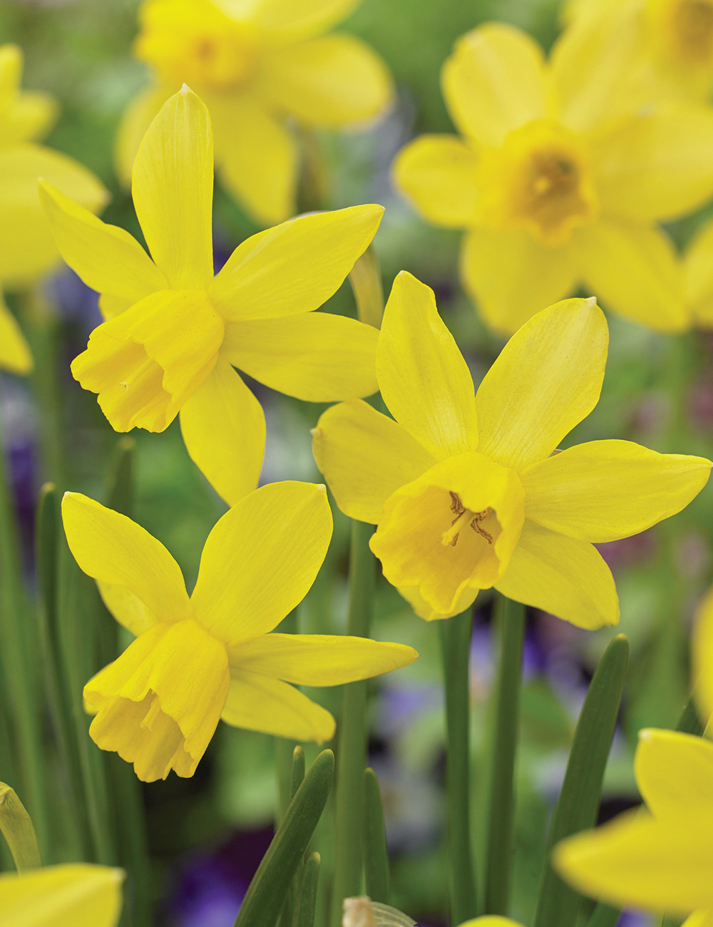 Miniature Daffodil 'Yellow Sailboat'