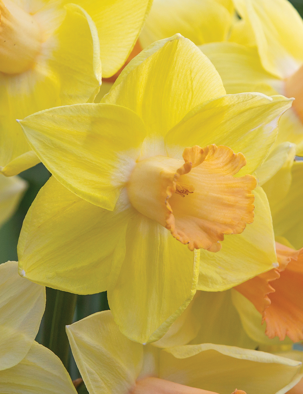 Daffodil Billy Graham