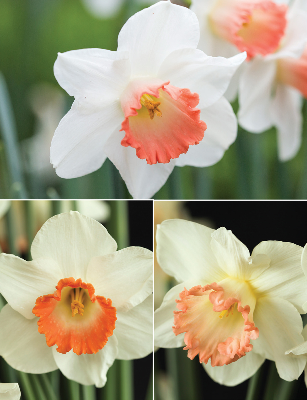 Pink Daffodils (reduced) Collection