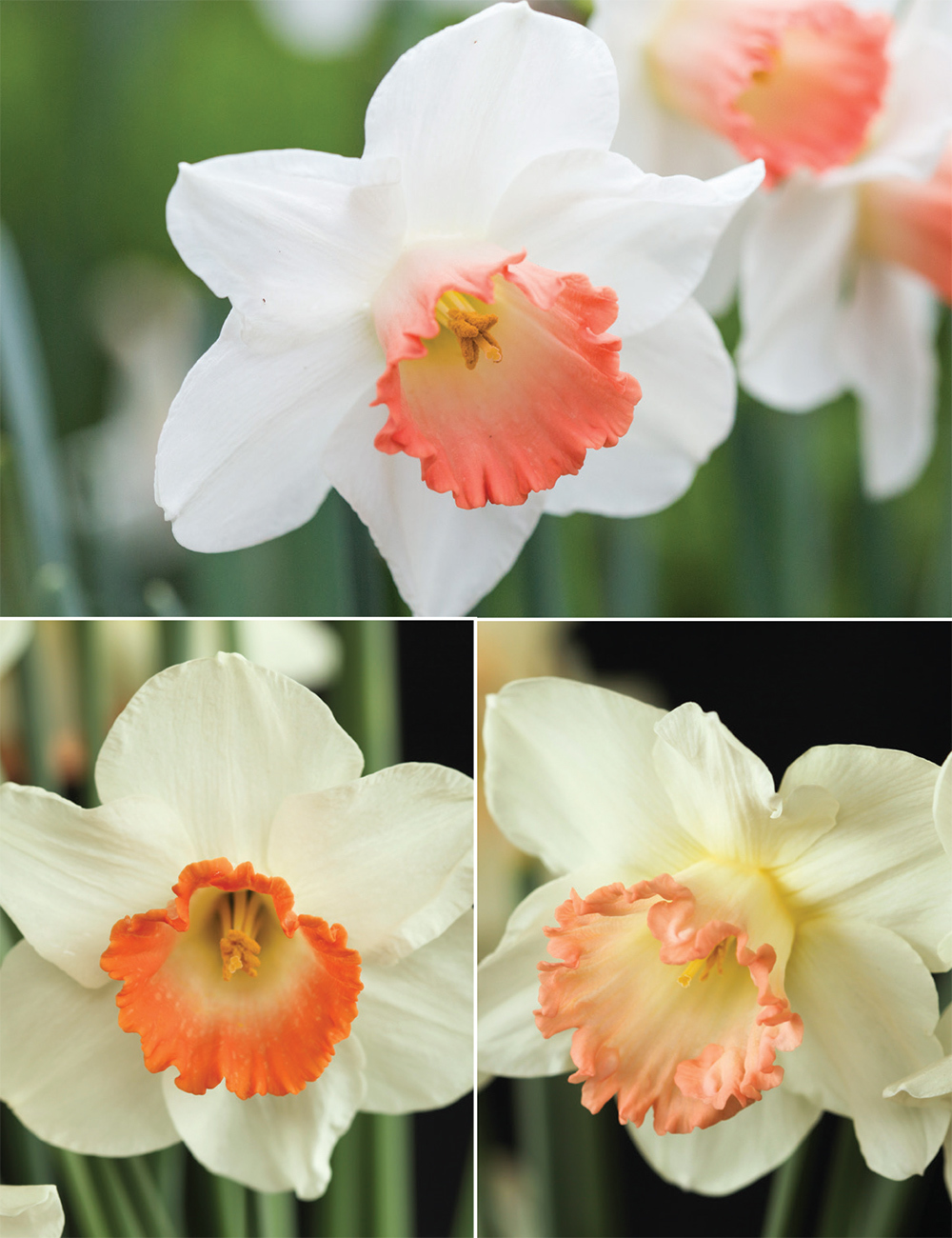 Pink Daffodils Collection