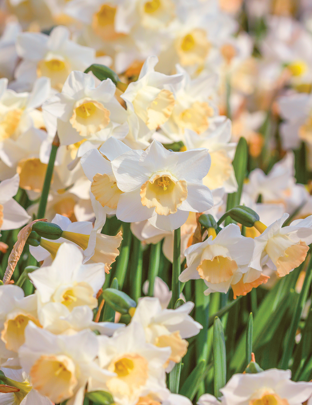 Daffodil 'Cosmopolitan'