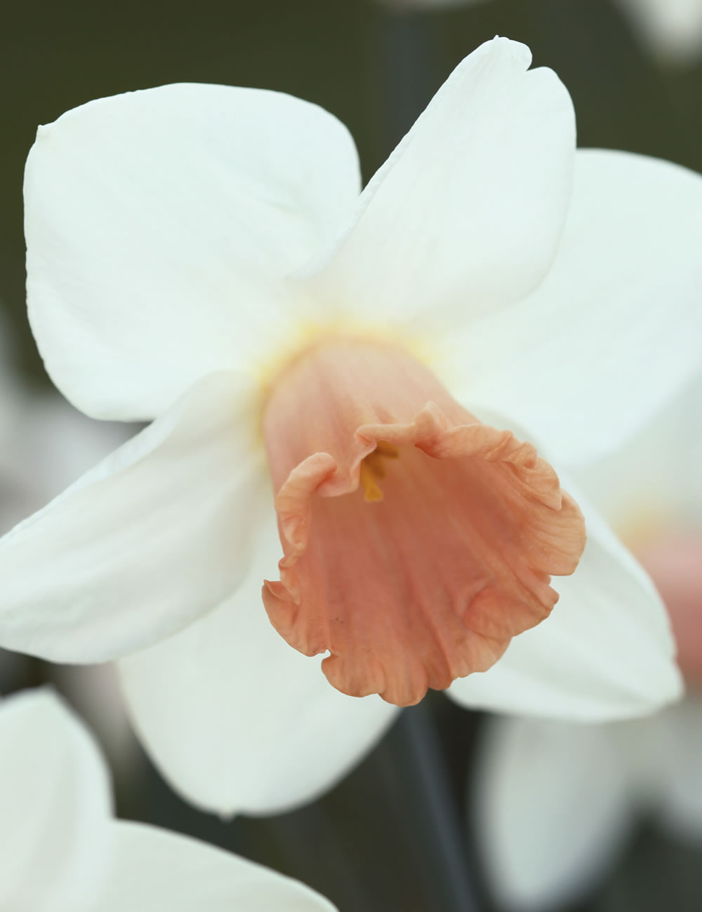 Pink Daffodils Cutie Pie