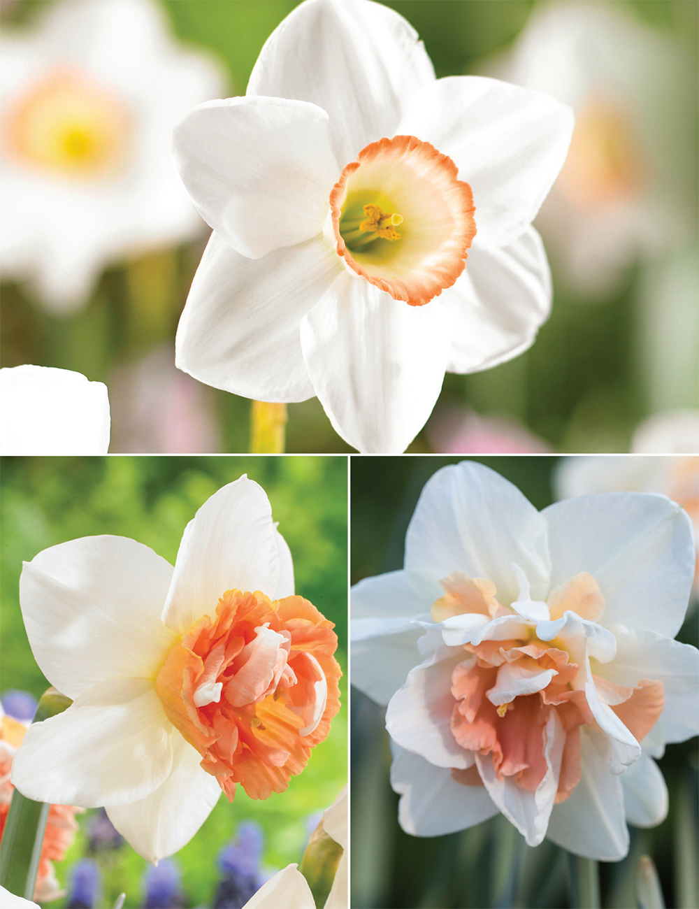 Pink Daffodils Collection