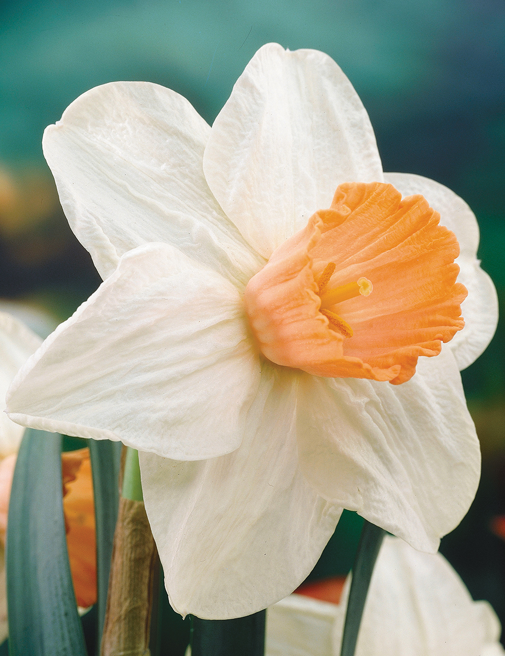 Daffodil Easter Dawn