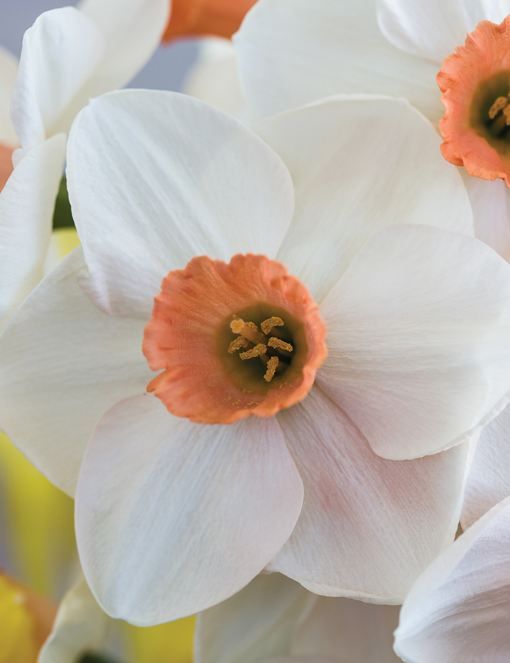 Pink Daffodil 'Fragrant Rose'