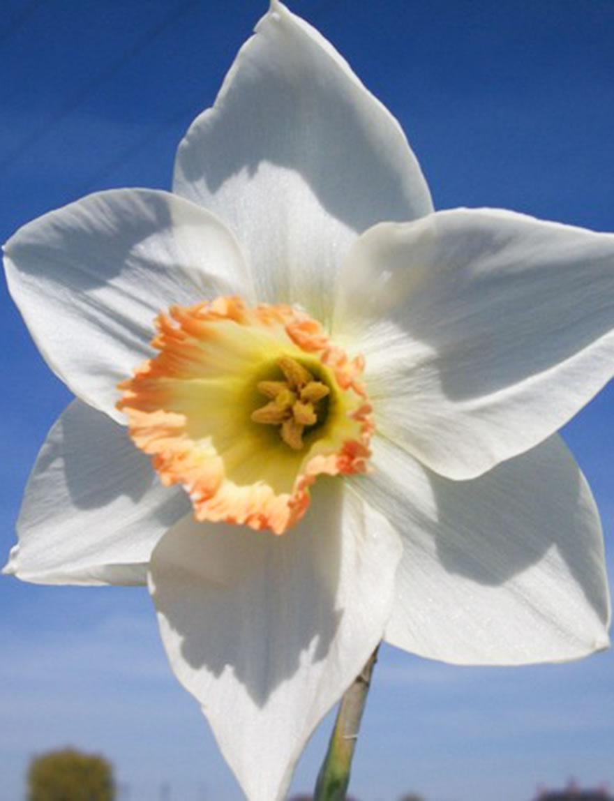 Garden Daffodil Gossamer