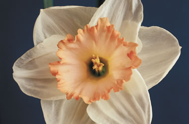 Pink Daffodils Mabel Taylor