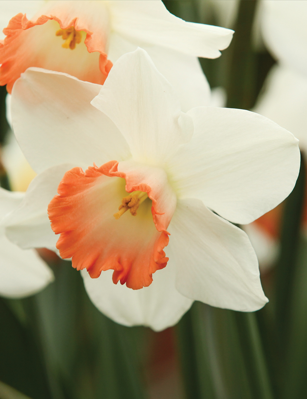 Daffodil Mrs Oscar Ronalds