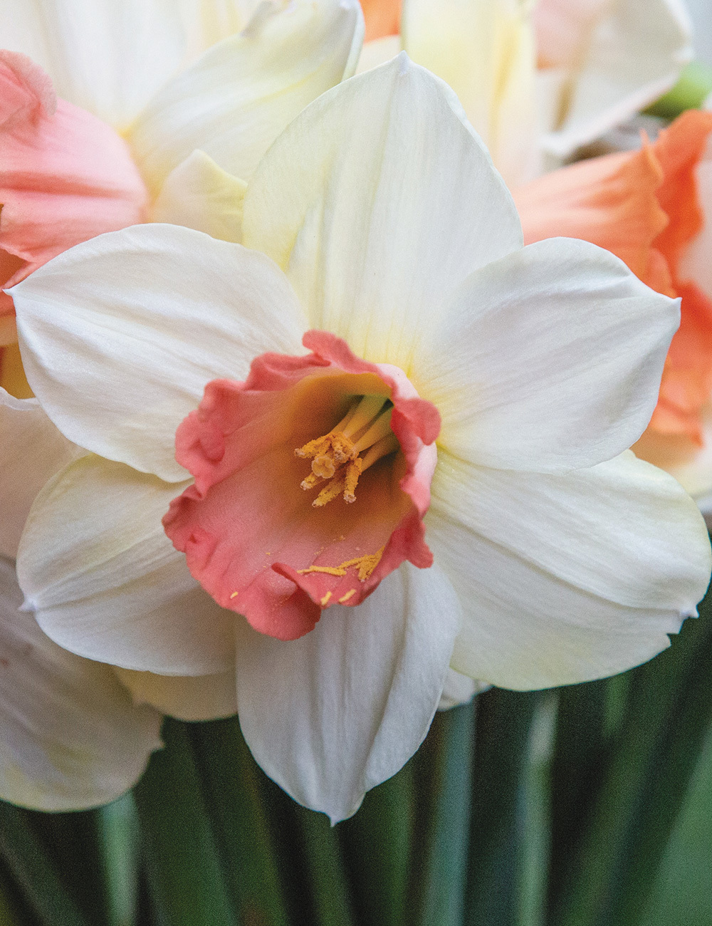 Daffodil 'Peaches and Cream'