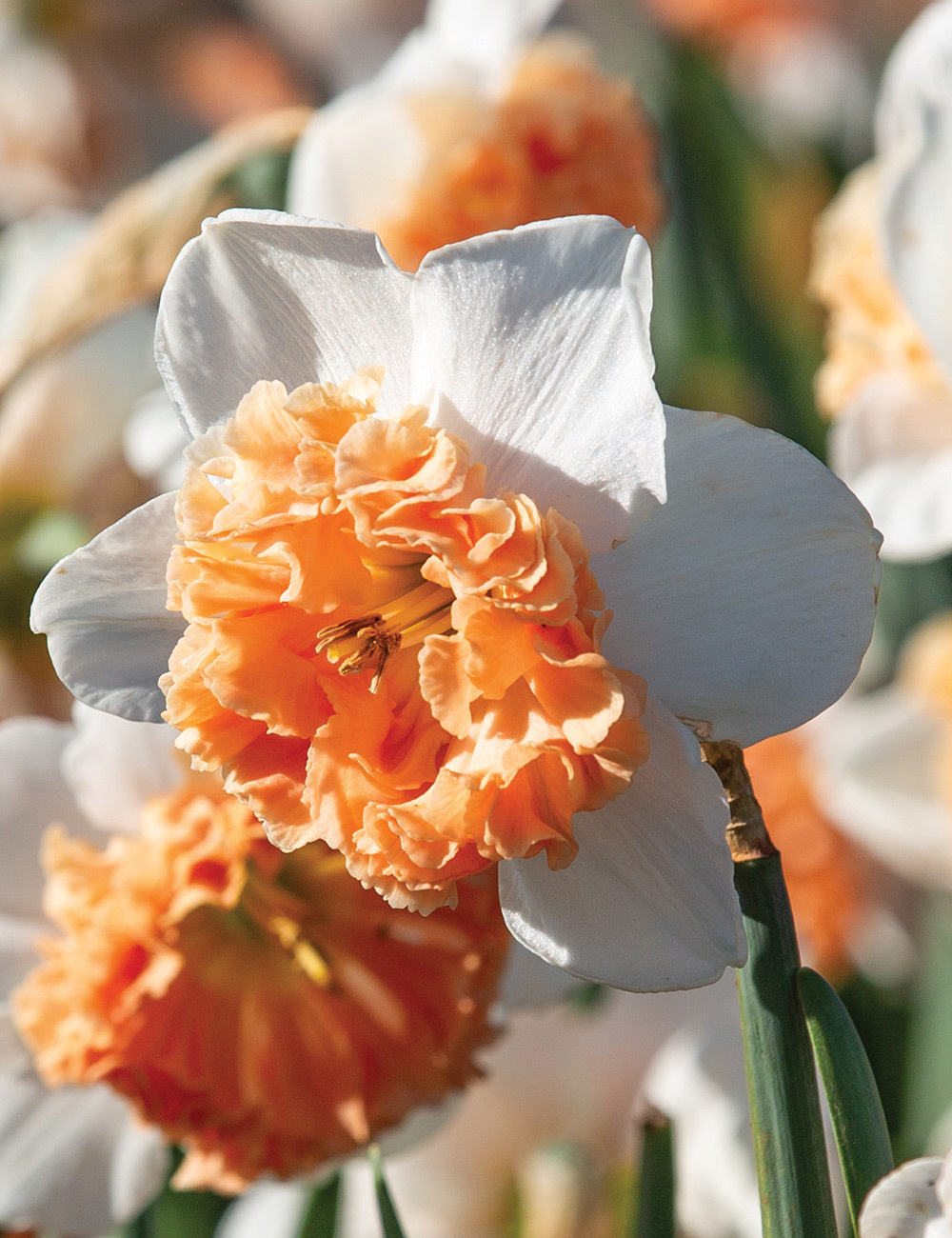 Daffodil 'Precocious'