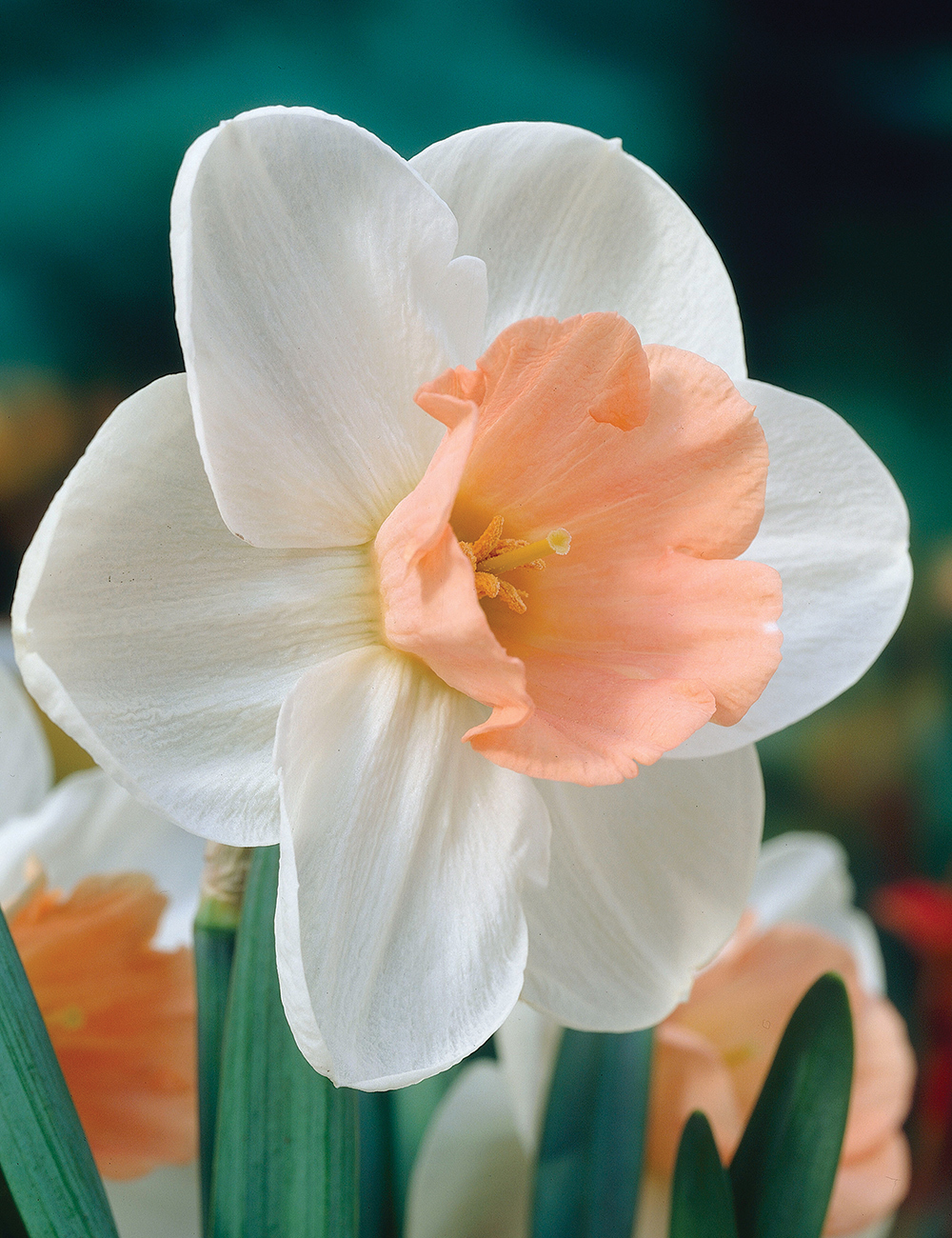 Daffodil 'Romance'